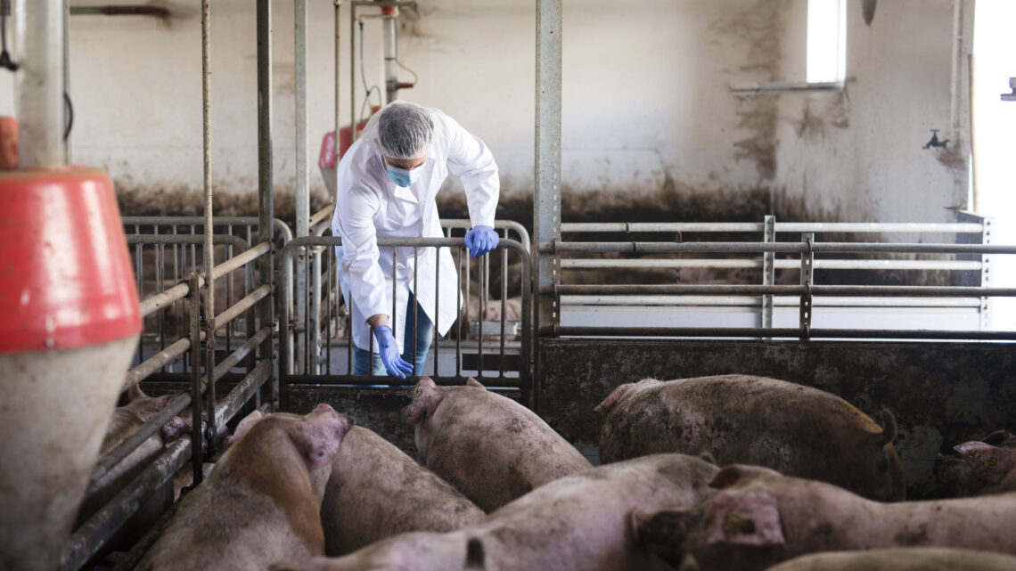 Preços médios do suíno vivo ficaram estáveis no último fechamento