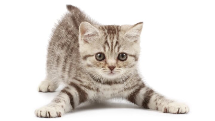Conscientizar a sociedade é uma forma promover o direito dos animais