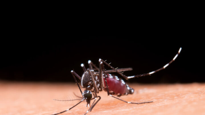Dengue: Brasil registra 6,5 milhões de casos prováveis em 2024