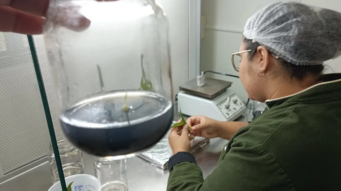 HISTÓRIAS EXPORTADORAS: empresa de mudas in vitro dá primeiros passos no mercado internacional com ajuda da ApexBrasil