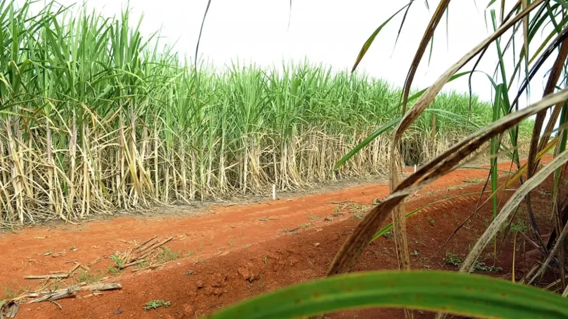 Preço do açúcar obteve queda no último fechamento
