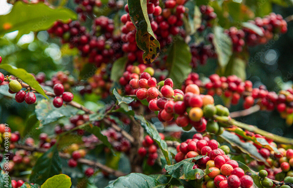 Café volta a ter alta