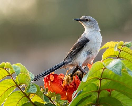 No dia 5 de outubro é comemorado o Dia da Ave