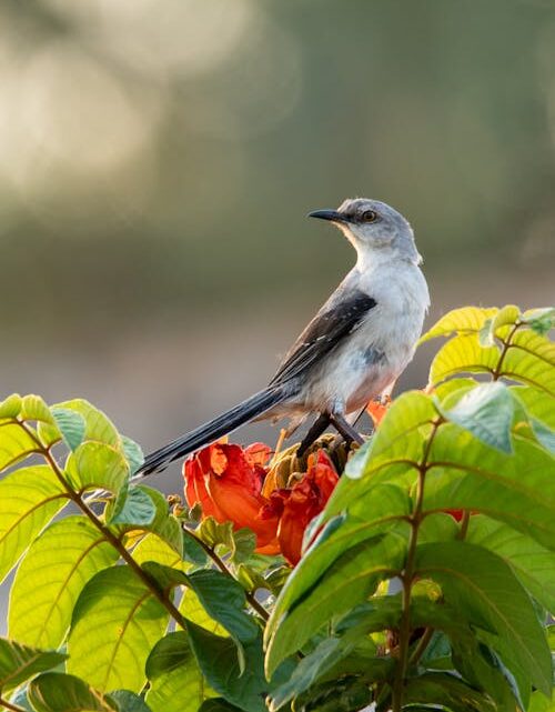 No dia 5 de outubro é comemorado o Dia da Ave