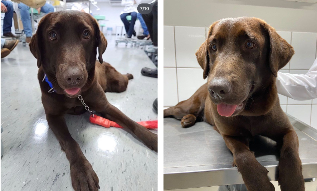 Pets “terapeutas”: Colégio integra animais de estimação ao dia a dia dos estudantes