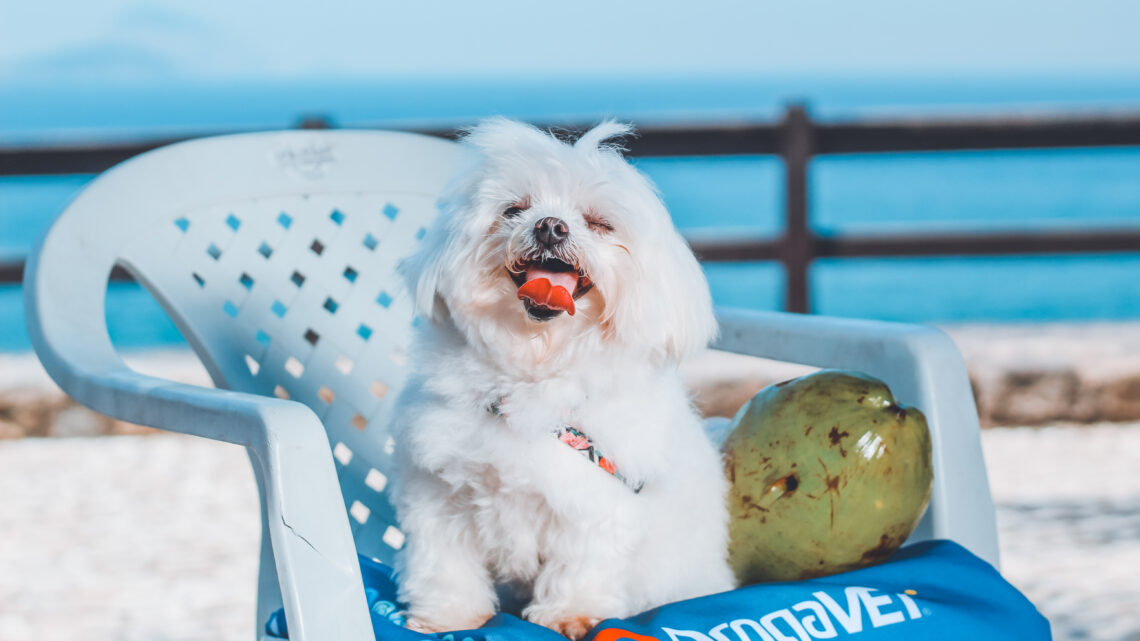Clima quente exige cuidado redobrado com os pets