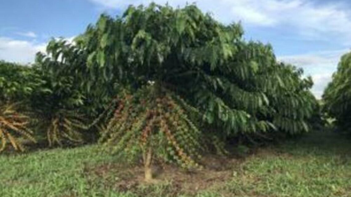Com quatro altas seguidas, saca do café arábica é vendida a R$ 2.159, em São Paulo
