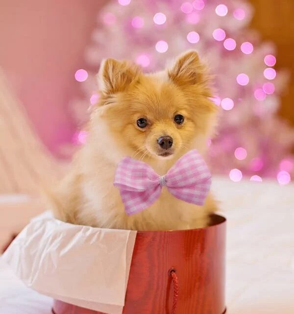 Presentear com um pet exige conscientização sobre a posse responsável