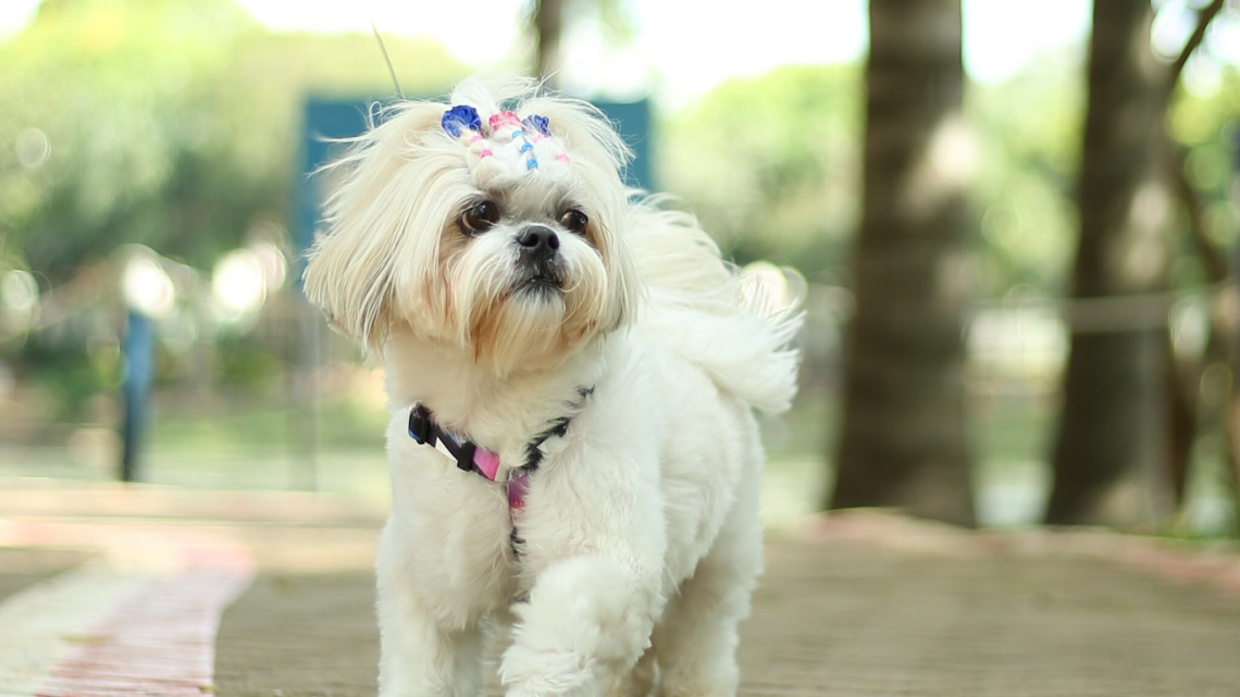 Fundo Social de Hortolândia abre inscrições para curso de Banho e Tosa