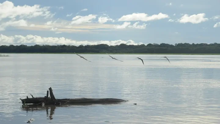 195 mil pescadores do AM, PA e AP começam a receber Auxílio Emergencial; confira lista de municípios contemplados