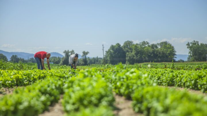 Excedentes da agricultura viram renda com apoio industrial