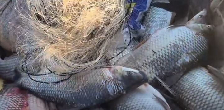Bacia Hidrográfica do Rio Araguaia: período de defeso termina em 28 de fevereiro