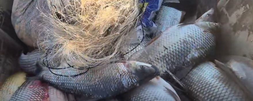 Bacia Hidrográfica do Rio Araguaia: período de defeso termina em 28 de fevereiro