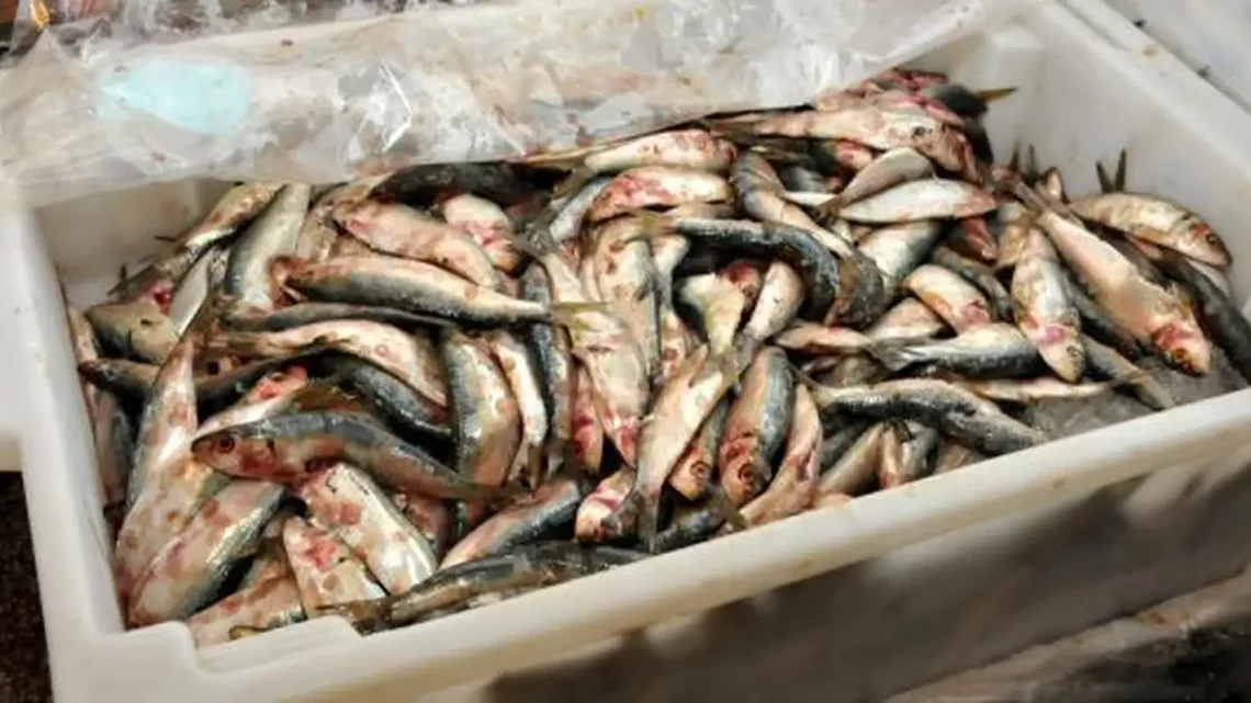 Decisão de zerar alíquota de importação da sardinha em conserva ameaça indústria pesqueira, diz presidente da FPA