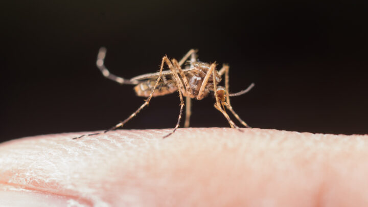 Dengue: Brasil tem 3,2 mil casos a cada 100 mil habitantes