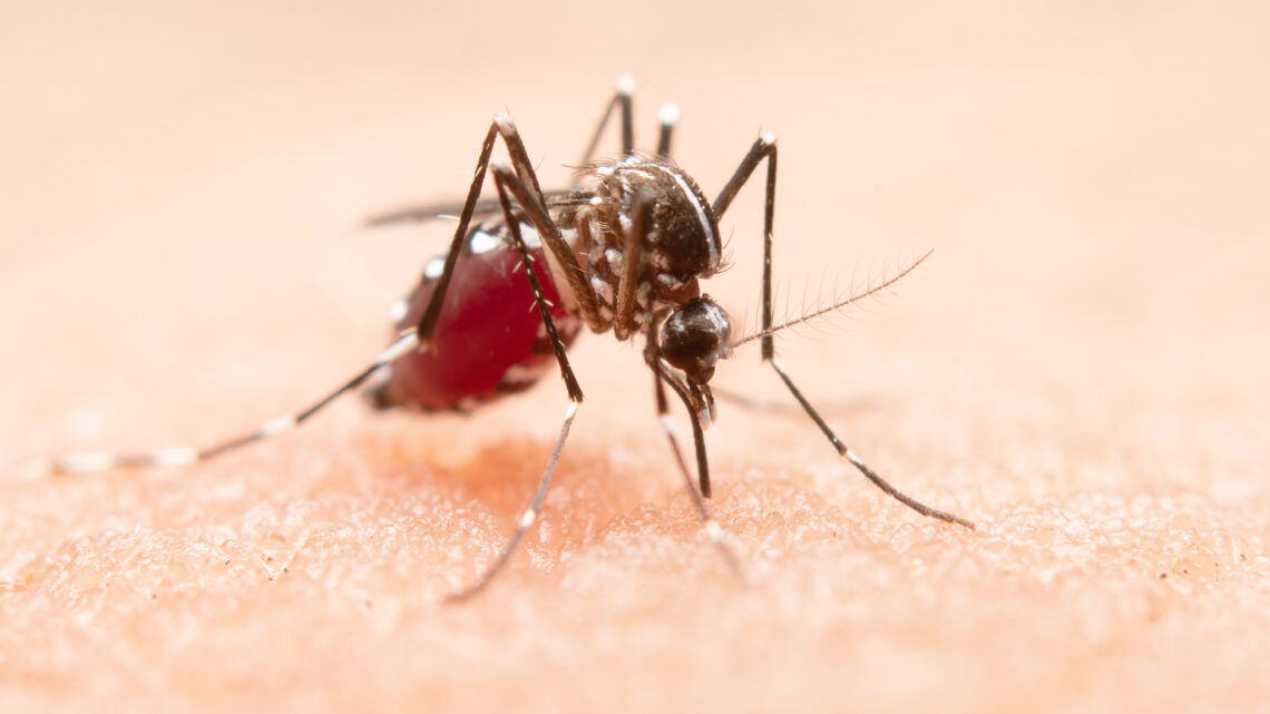 Dengue: SP lidera número de mortes por dengue em 2024
