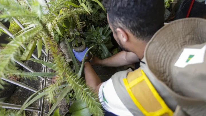 Dengue: confira recomendações do MS aos gestores estaduais e municipais de saúde