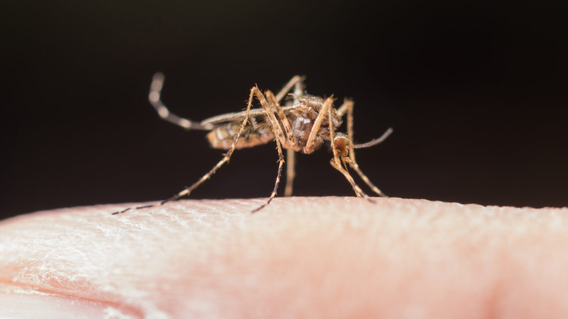 Dengue grave: reconheça sintomas e evite complicações