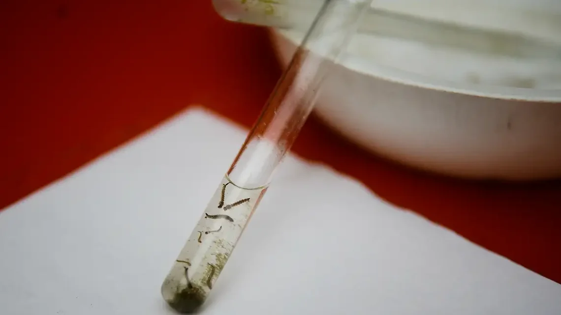 Dengue: pesquisadores da Fiocruz criam isca capaz de capturar quase o dobro de ovos de mosquitos