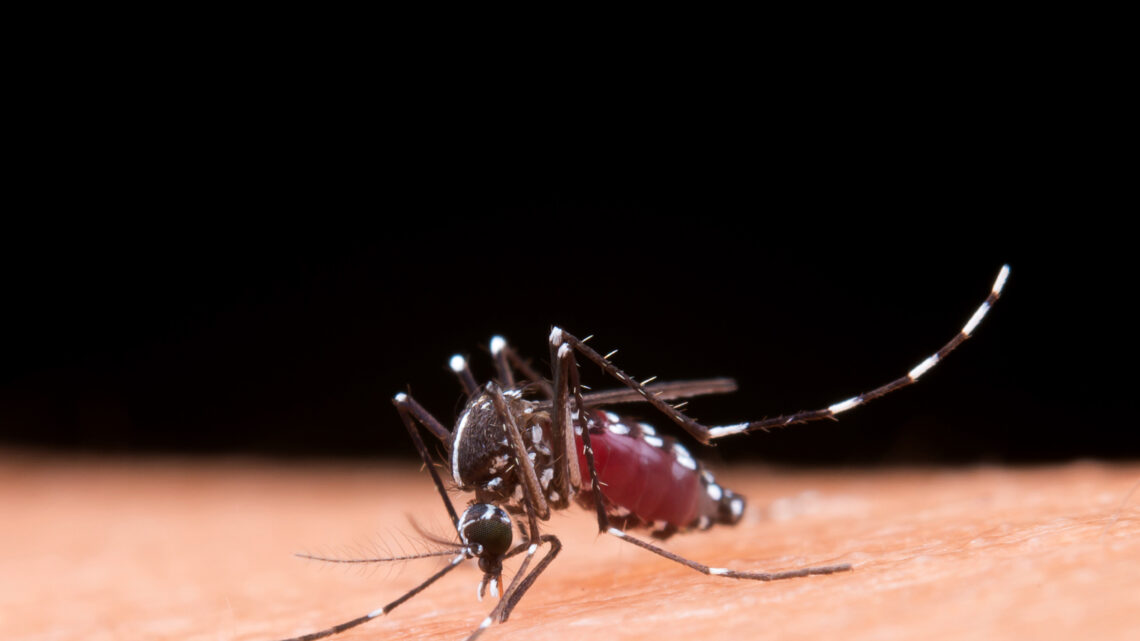 Dengue: saiba mais sobre o sorotipo 3, em circulação do Brasil