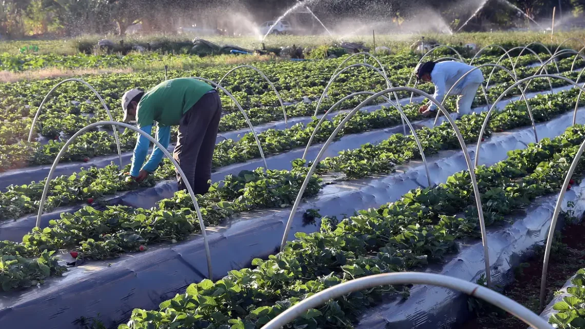 Plano Safra: publicada MP que garante crédito extraordinário ao setor agro