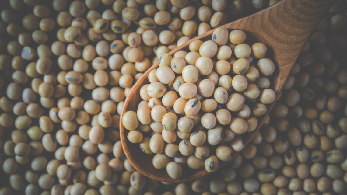 Preço da soja hoje (13): interior do Paraná tem estabilidade, enquanto Paranaguá registra queda