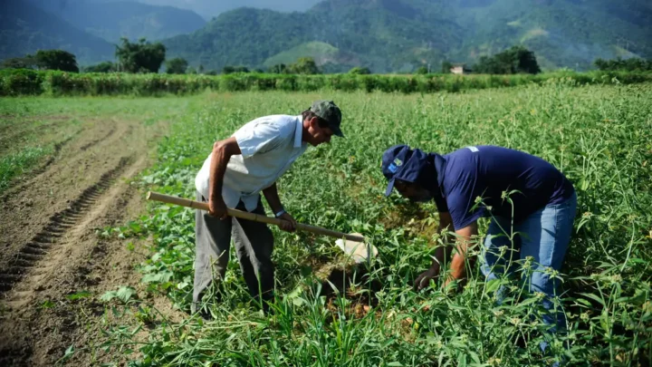 Pronaf: BASA projeta atender 30 mil famílias com R$ 2,5 bi em financiamentos, em 2025