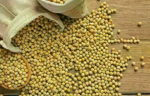 Saca de soja está cotada a R$ 133,38, no litoral do Paraná, nesta segunda-feira (24)