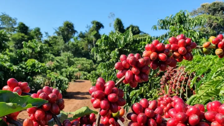 Saca do café arábica custa R$ 2.665, nesta quarta-feira (30)