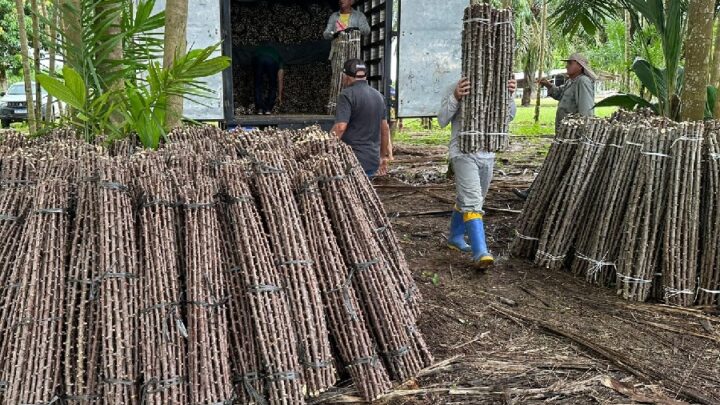 “Vassoura de Bruxa” ameaça lavouras de mandioca no Amapá; alerta é do Mapa