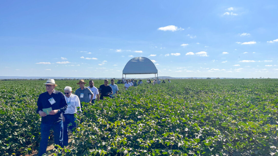 Circuito Técnico Amipa 2025: terceira etapa destaca algodão em Ibiaí (MG)