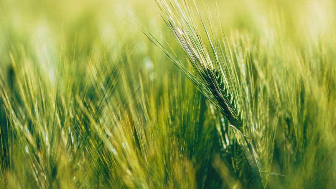 51ª Expoleite inaugura área demonstrativa com cultivares de inverno e maquinários agrícolas