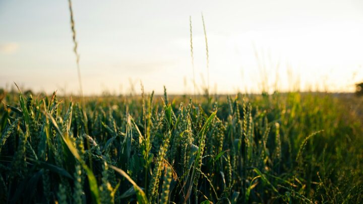 Tecnologia inova o campo e agronegócio em 2025