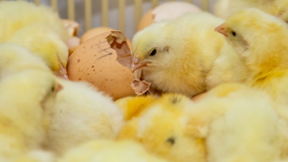 Biosseguridade na indústria garante consumo de frango seguro