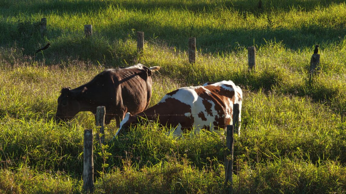 Fazenda no DF investe na produção de leite A2A2 orgânico