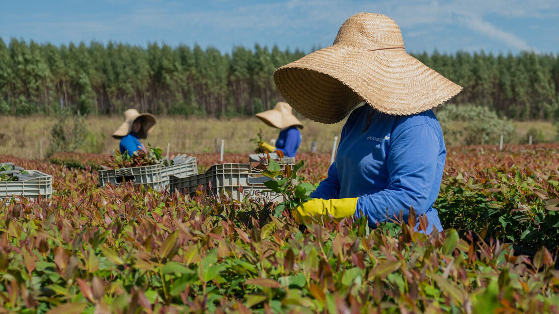 Eucatex integra lista de líderes globais em sustentabilidade