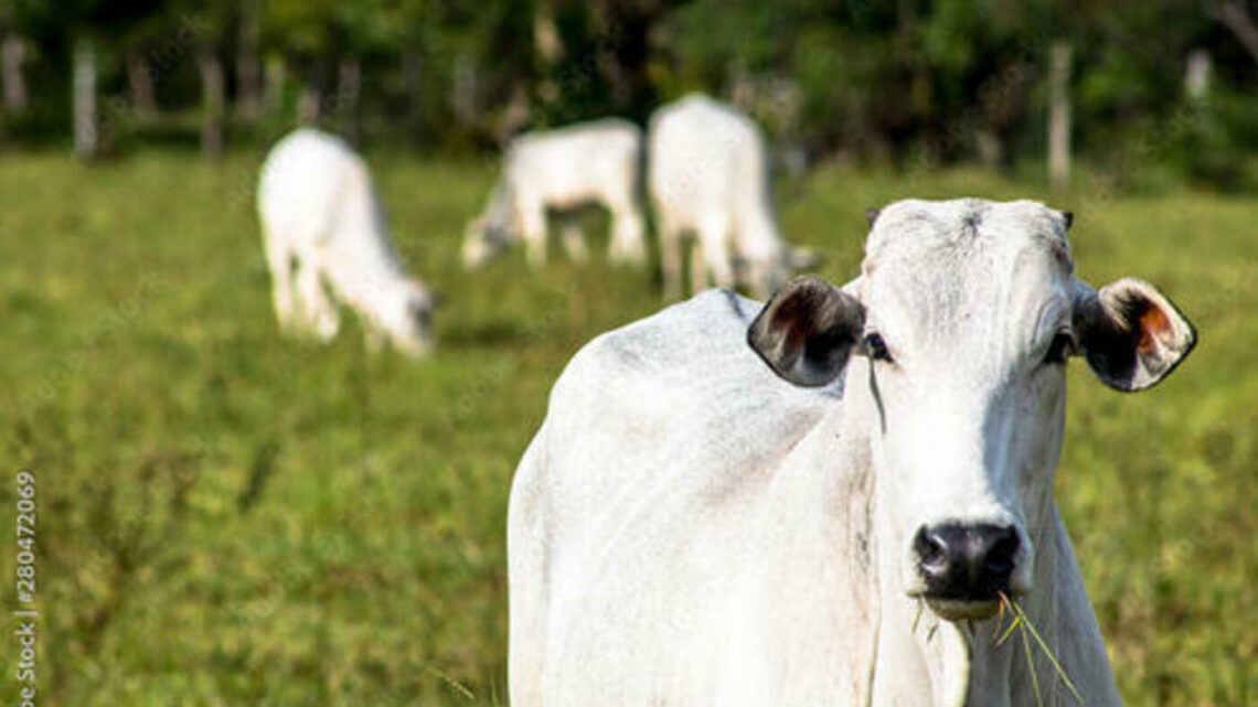 Frango, carcaça suína e suíno vivo apresentam queda nesta quarta-feira (16)