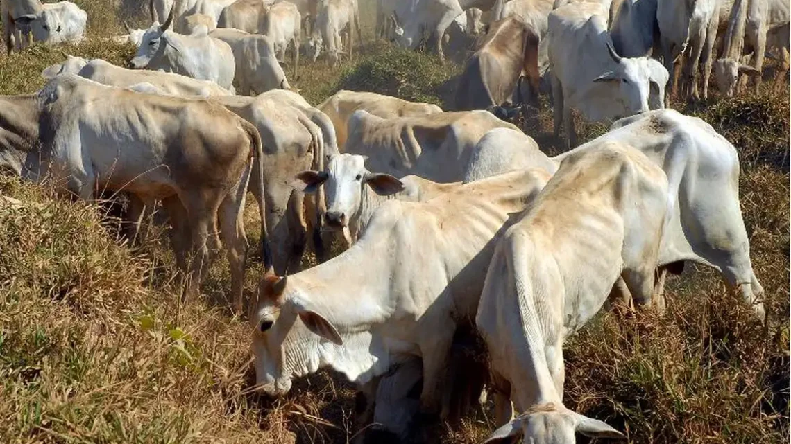 Banco da Amazônia apresenta o Pecuária Verde na Agropec 2025, no Pará