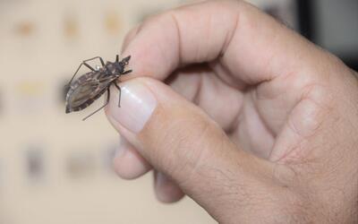 “Quem tem Chagas, tem pressa”: projeto busca tratar pacientes mais perto de casa