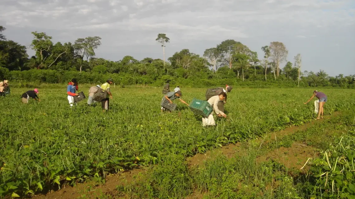Saiba como acessar o AgroAmigo e investir na produção da sua família