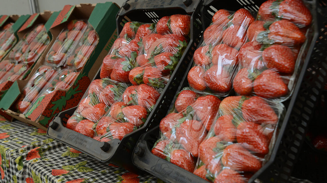 Atibaia é destaque pela produção de qualidade dos morangos