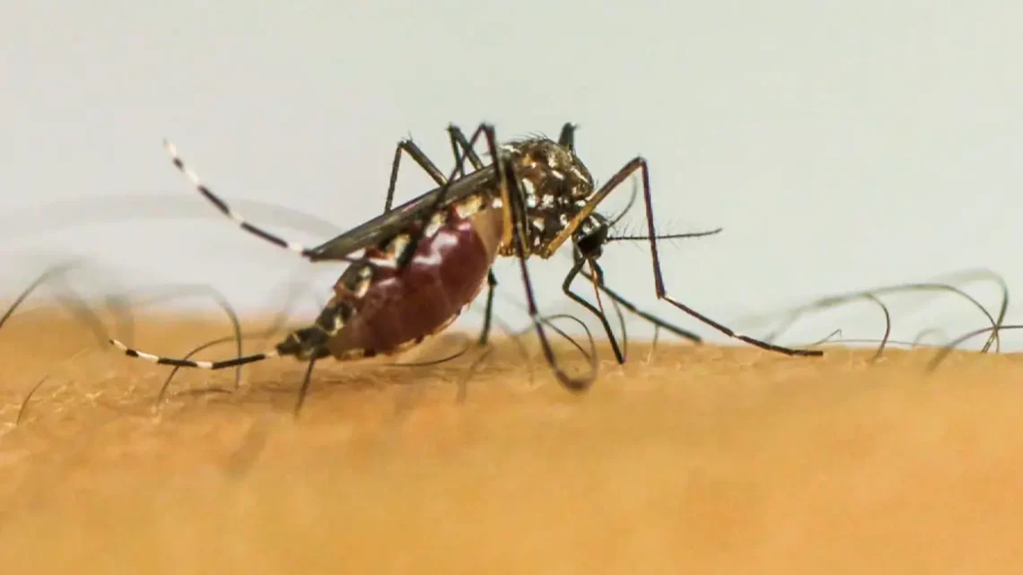 Infecções por Aedes aegypti aumentam risco de complicações no parto