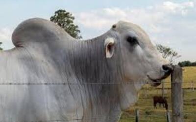 Preço do boi gordo hoje: confira as cotações para sexta-feira (26)