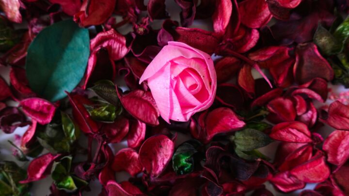 Ação do caminhão da Giuliana Flores repercute entre consumidores e celebridades