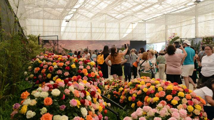 Atibaia é destaque nacional de produção de flores