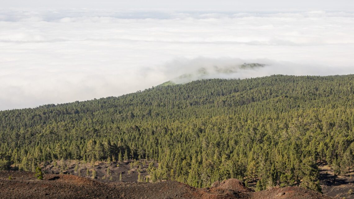 América Latina pode reflorestar 398 milhões de hectares