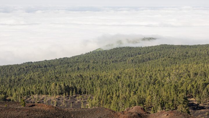 América Latina pode reflorestar 398 milhões de hectares