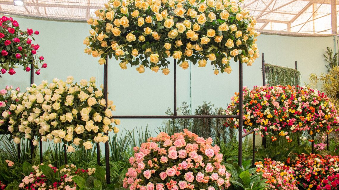 Festa de Flores e Morangos terá entrada solidária