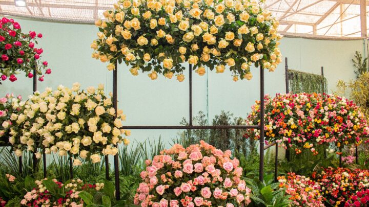 Festa de Flores e Morangos terá entrada solidária