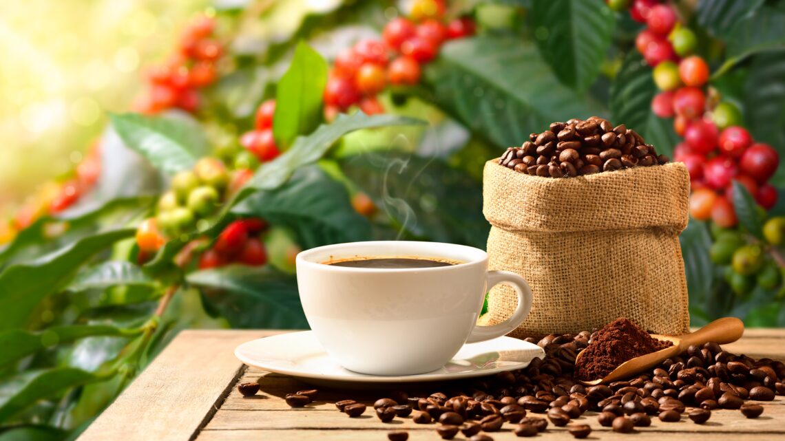 Dia Internacional do Café: especialista do Senac ensina as técnicas para preparar um café especial